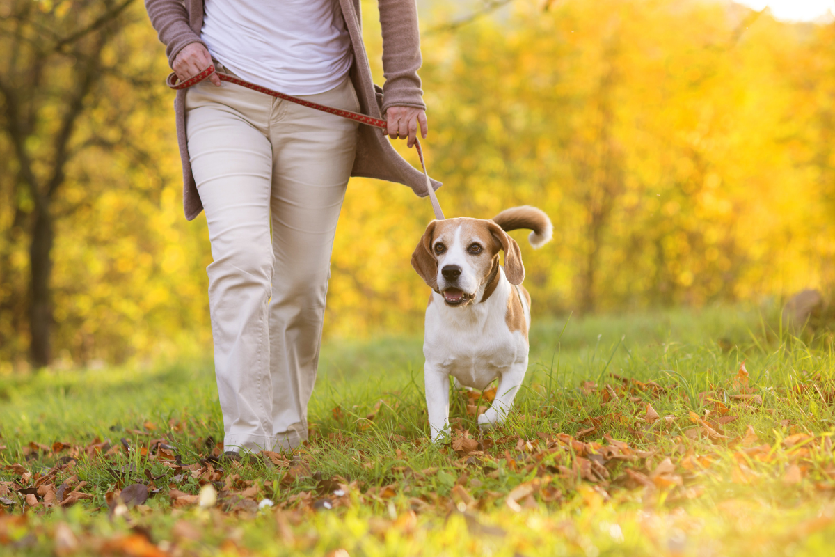 Dog friendly walking routes Bromsgrove, Worcestershire.