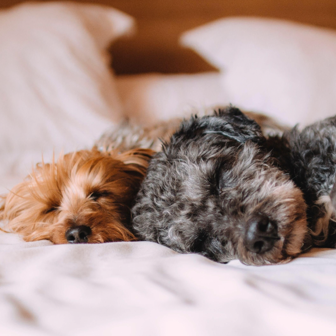Bring your furry friend!